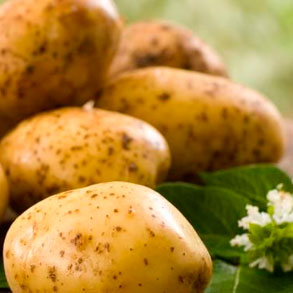 Variedades de patatas para hostelería