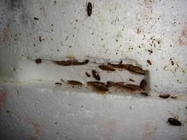 Mantenimiento y Reparaciones. Nido de cucaracha rubia encontrado alojado en una caja de poliespan.