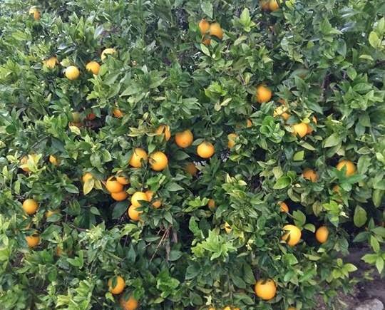 Naranjas. Cultivadas con respeto al medio ambiente