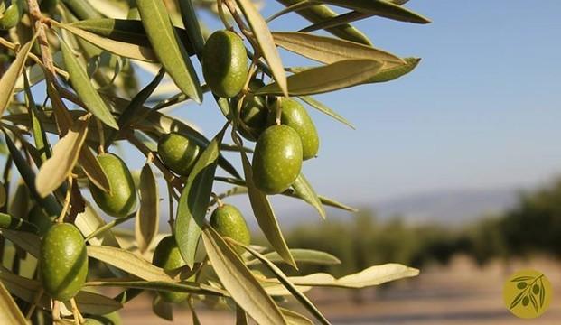Nuestro olivar. La mejor cosecha de olivas de la región