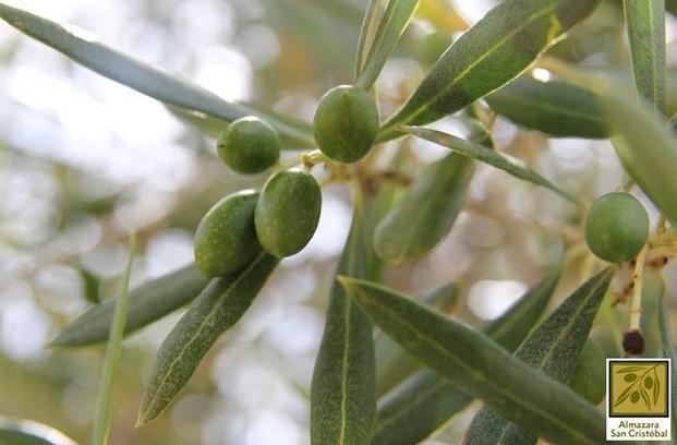 Nuestras olivas. Nuestras olivas en pleno crecimiento