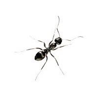 Hormigas. Fumigación de hormigas negras de jardín