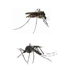 Mosquitos. Tratamiento contra mosquitos zancudos y Tigre