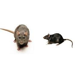 Ratas. Desratización de ratas negras y de alcantarilla