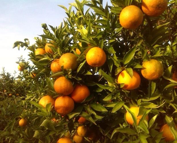 Nuestros campos. Nuestras naranjas se recogen a diario