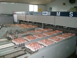 Huevos. Huevos frescos de gallina, pollo y carne de caza