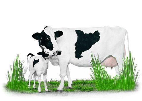 Cooperativas. Nuestra leche llega al 21% del mercado catalán