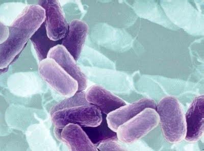 Bacterias. Servicios de desinfección