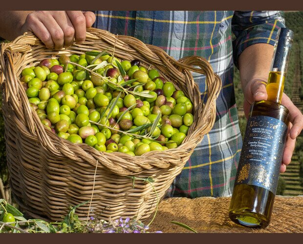 Nuestras olivas. Recogida en el momento perfecto para un aceite óptimo