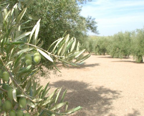 Nuestra Almazara. Dedicados al cultivo de 1.000 hectáreas de olivar en el marco de lacomarca del Alto Guadalquivir cordobesa
