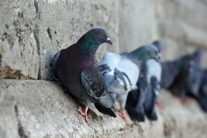Control Aves. Control de palomas y otras aves plaga