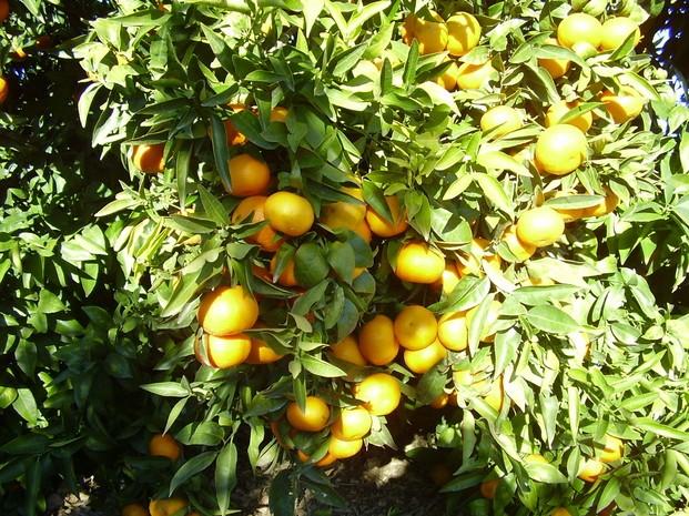 Frutas.Mandarinas y naranjas tanto de mesa como zumo.