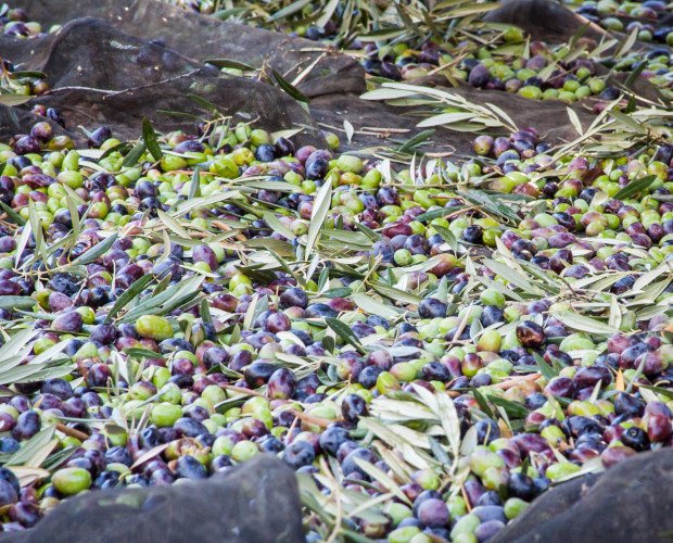 Cosecha. Nuestra cosecha: las mejores olivas