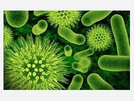 Fumigación y Control de Plagas. Servicios de desinfección contra gérmenes patógenos