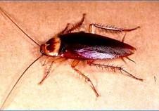 Desinsectación. Cucarachas, chinches, hormigas, moscas, mosquitos