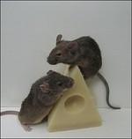 Desratización. Eliminación de ratas y ratones