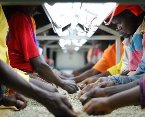 Café Burundi. En boca destaca su gran equilibrio entre acidez y dulzor