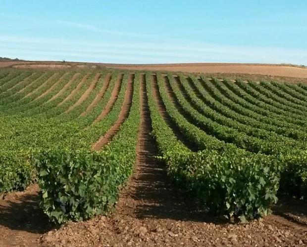Viñedos. 28 hectáreas de viñedo propio