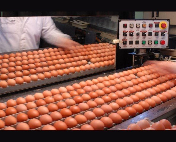 Huevos. Huevos frescos de excelente calidad