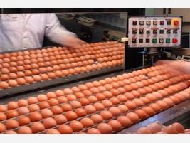 Huevos. Huevos frescos de calidad de excelente calidad