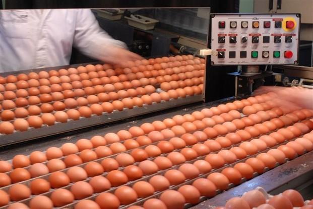 Huevos.Huevos frescos de calidad de excelente calidad