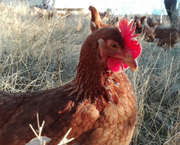 Gallinas Camperas. El bienestar de nuestras gallinas se reflejan en el sabor de nuestros huevos.