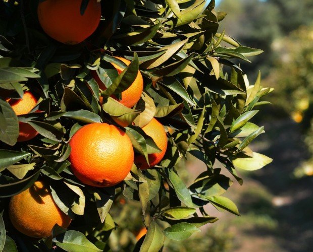Naranjas frescas. Producto KM0