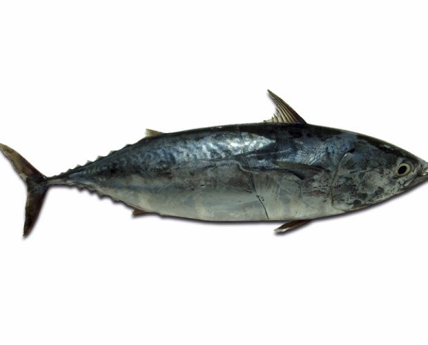 Melva. Es un pescado azul similar al atún que se pescaba ya en época de los fenicios