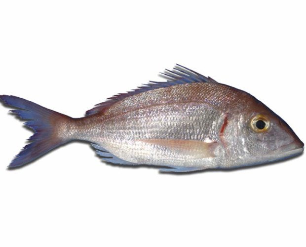 Breca. Es un pescado popular en los países del Mediterráneo