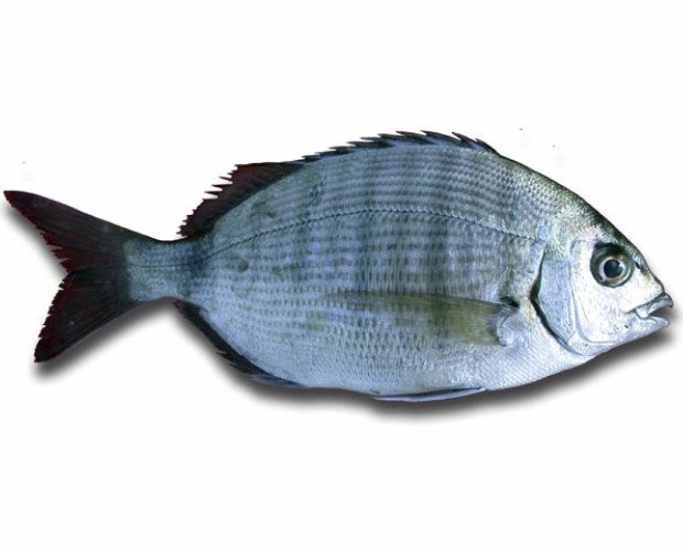 Sargo. El sargo es un pescado semigraso caracterizado por su sabor