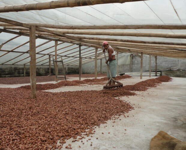 Secado del cacao. Después de la fermentación el cacao se debe secar inmediatamente.