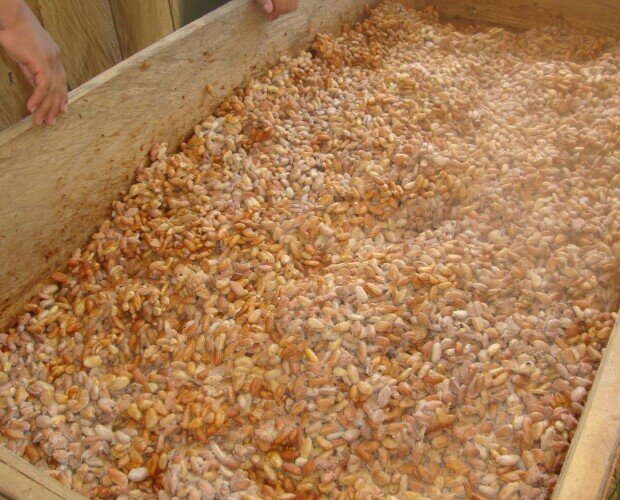 Fermentación del cacao. Consiste en amontonar los granos durante varios días con el fin de que los microorga