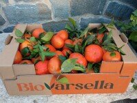 Frutas Ecológicas. Caja de mandarinas ecológicas Bio Varsella