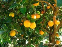 Frutas Ecológicas. Naranjos ecológicos de la finca de Bio Varsella en Bítem (Tortosa)
