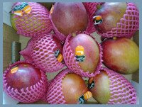 Mangos. Somos proveedores de mangos y fruta fresca de calidad
