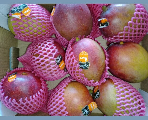 Mangos. Somos proveedores de mangos y fruta fresca de calidad