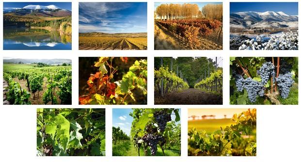 Distribución vinos. Los viñedos más prestigiosos de España