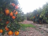 Naranjas. Nuestro cultivo