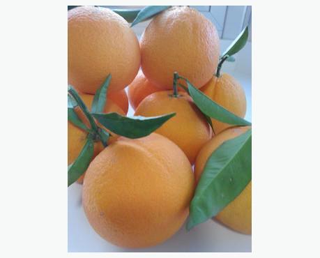 Naranja lenalate. Naranjas de mesa muy dulces y jugosas
