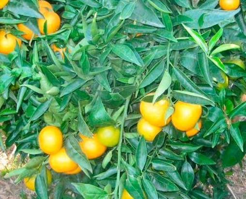 mandarinas-valencia. Mandarinas ecologicas de valencia