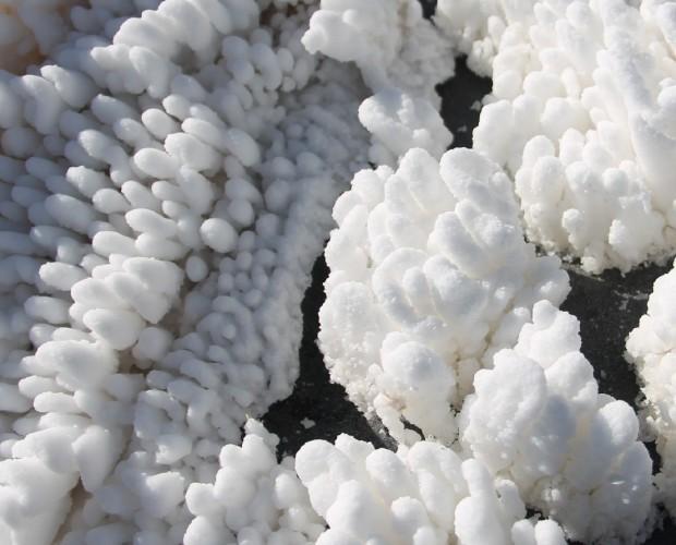 Coral. Coral de sal