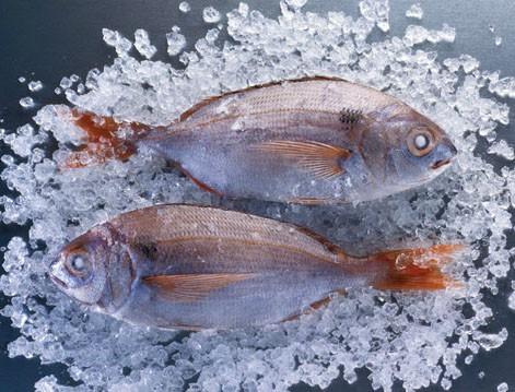 Proveedores de pescado congeladojpg. Cuidamos la cadena de frío